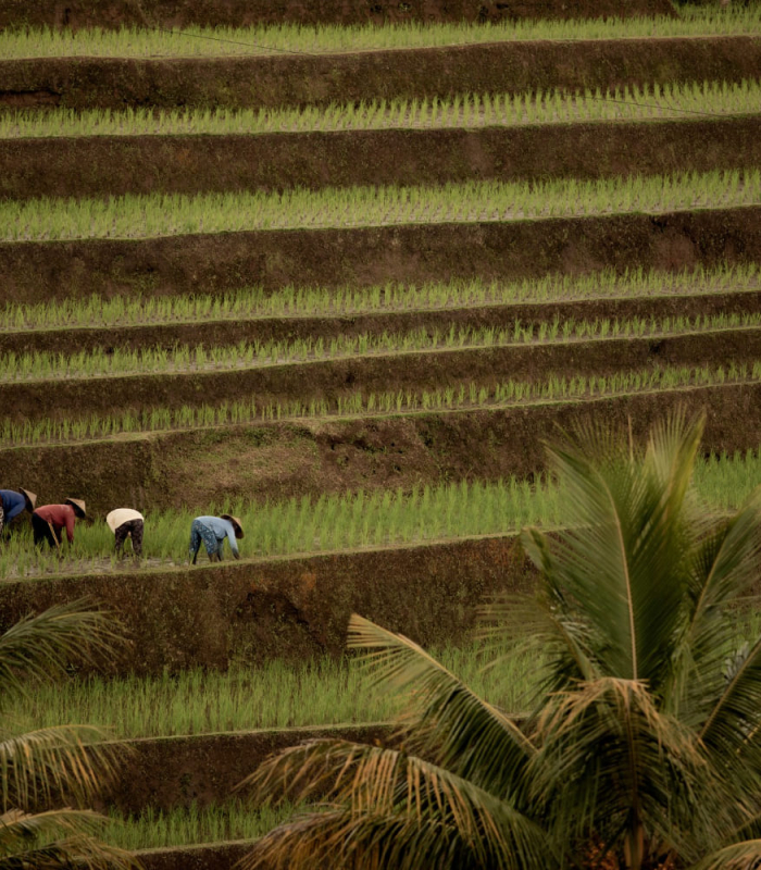 People & Nature, the Circular Economy | Flavor Islands