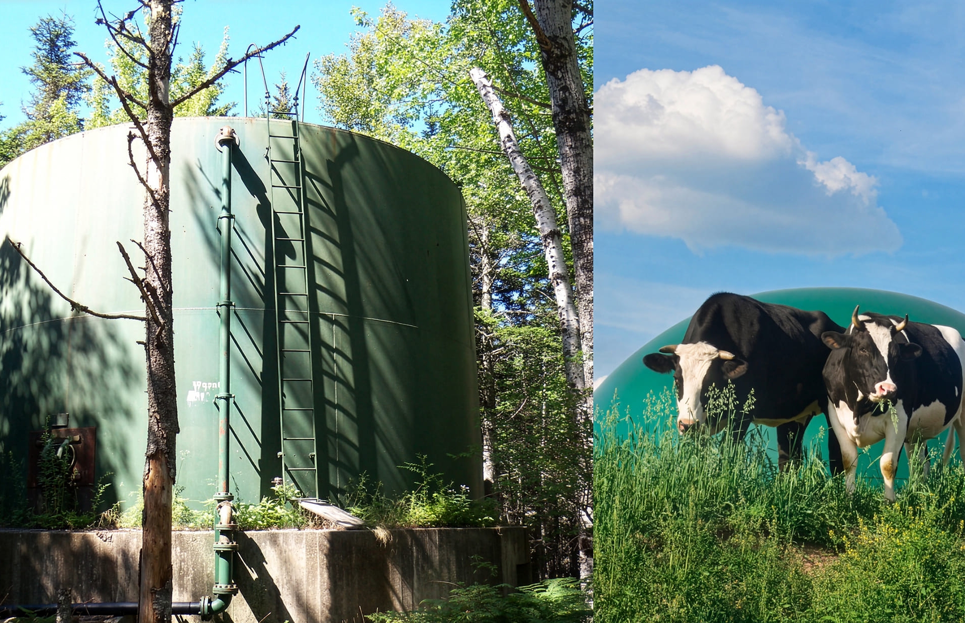 The Biogas Sanitation Network | Flavor Islands