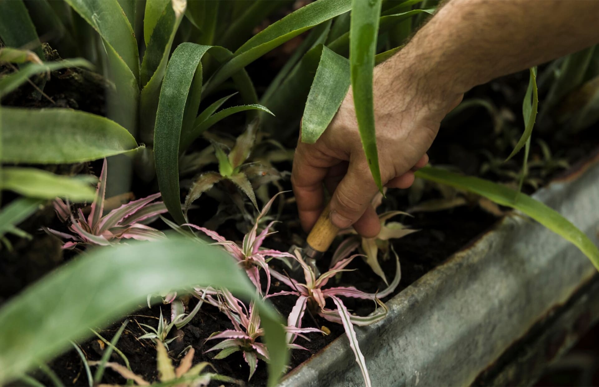 High-Value Floriculture & Agro-Tourism | Flavor Islands