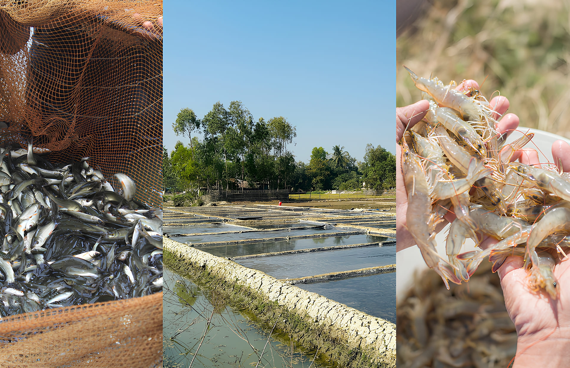 Integrated Aquaculture Ponds | Flavor Islands