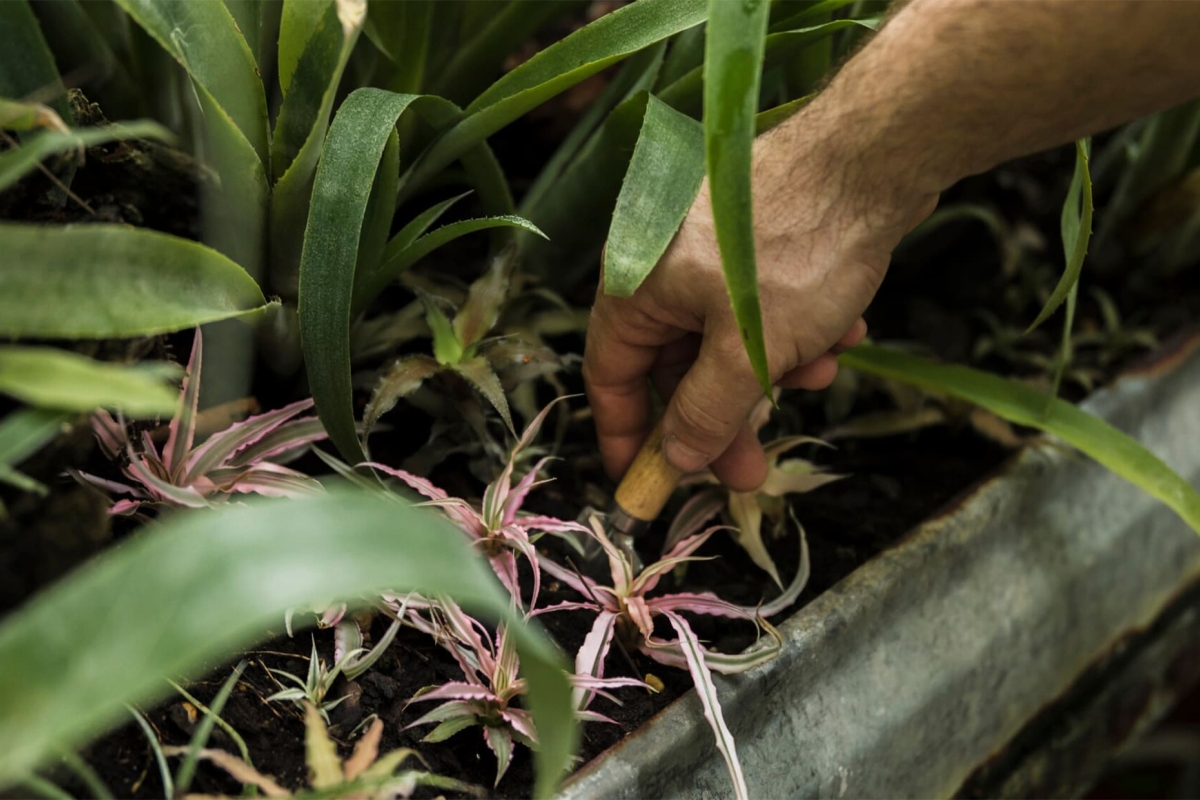 High-Value Floriculture & Agro-Tourism | Flavor Islands