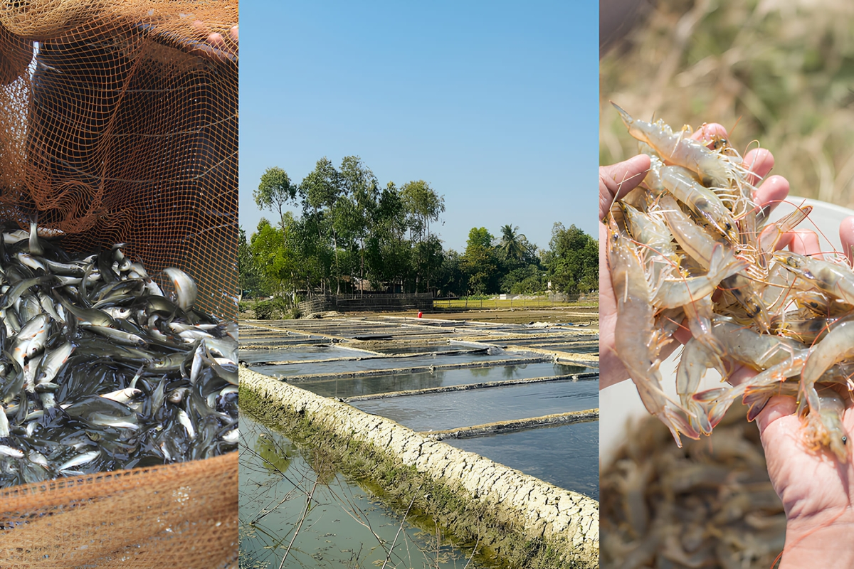 Integrated Aquaculture Ponds | Flavor Islands