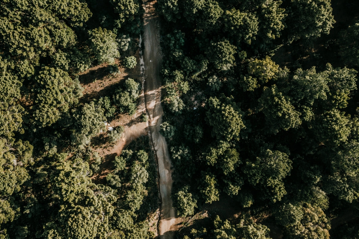 High-Value Agroforestry & Organic Export | Flavor Islands